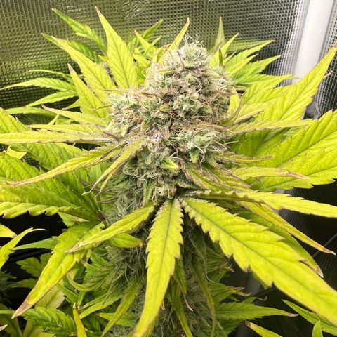 Froot Fuel/Granite Haze/GP/JW 65-75 days growlog timeline photo