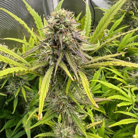 Froot Fuel/Granite Haze/GP/JW 65-75 days growlog timeline photo