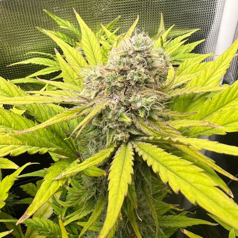 Froot Fuel/Granite Haze/GP/JW 65-75 days growlog timeline photo