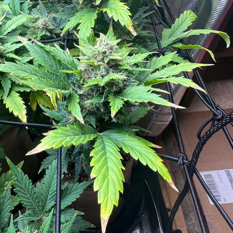 Froot Fuel/Granite Haze/GP/JW 65-75 days growlog timeline photo
