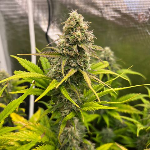 Froot Fuel/Granite Haze/GP/JW 65-75 days growlog timeline photo