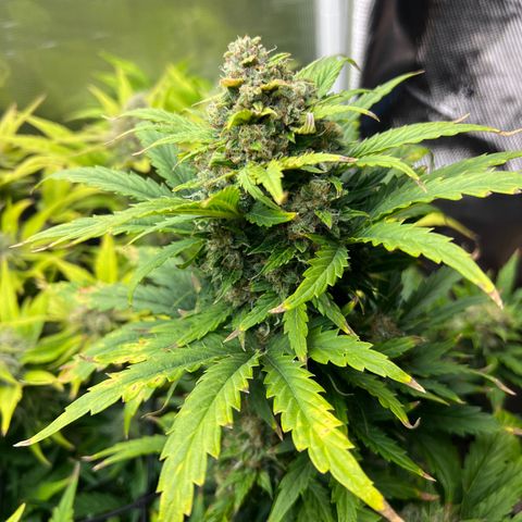 Froot Fuel/Granite Haze/GP/JW 65-75 days growlog timeline photo