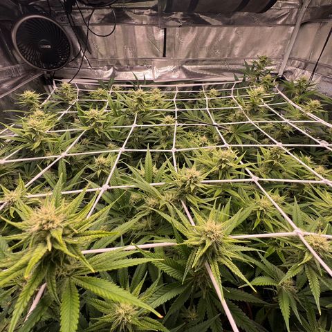 Tangie Blaze (Tangerine Dream X Super Silver Haze X Blueberry)  growlog timeline photo