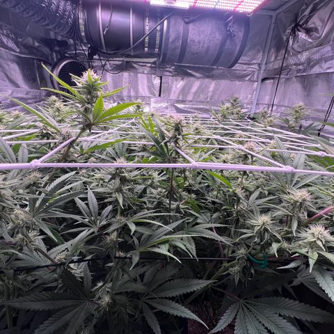 Tangie Blaze (Tangerine Dream X Super Silver Haze X Blueberry)  growlog timeline photo
