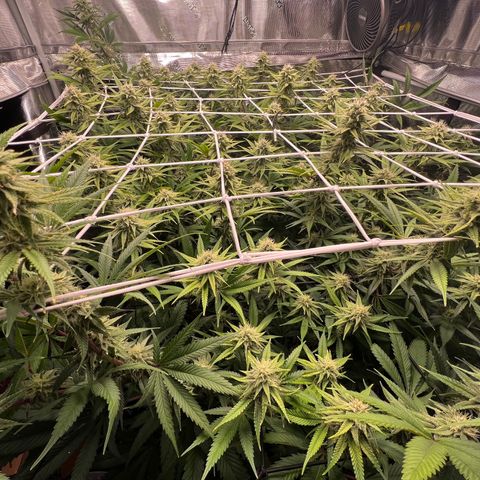 Tangie Blaze (Tangerine Dream X Super Silver Haze X Blueberry)  growlog timeline photo