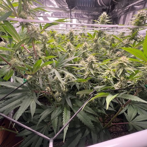 Tangie Blaze (Tangerine Dream X Super Silver Haze X Blueberry)  growlog timeline photo