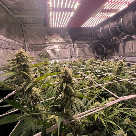 Tangie Blaze (Tangerine Dream X Super Silver Haze X Blueberry)  growlog timeline photo