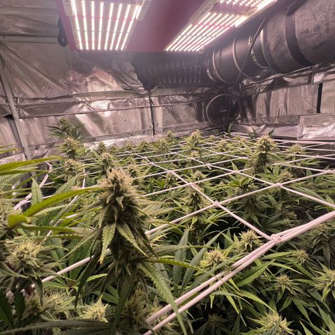 Tangie Blaze (Tangerine Dream X Super Silver Haze X Blueberry)  growlog timeline photo