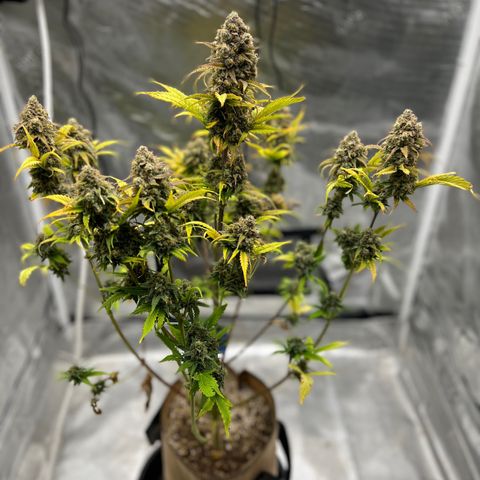 Froot Fuel/Granite Haze/GP/JW 65-75 days growlog timeline photo