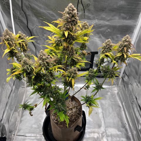 Froot Fuel/Granite Haze/GP/JW 65-75 days growlog timeline photo