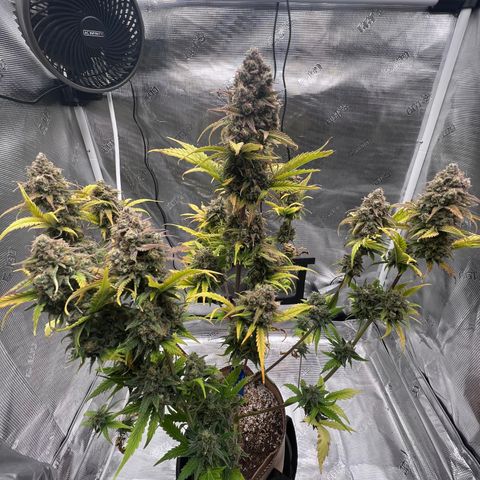 Froot Fuel/Granite Haze/GP/JW 65-75 days growlog timeline photo