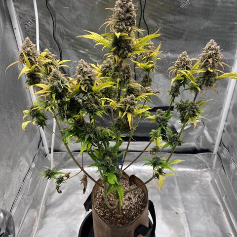 Froot Fuel/Granite Haze/GP/JW 65-75 days growlog timeline photo