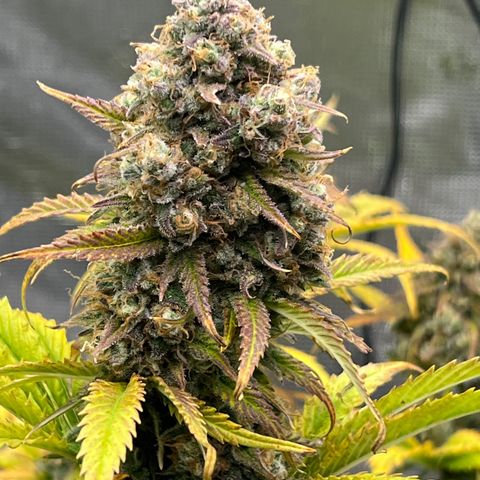 Froot Fuel/Granite Haze/GP/JW 65-75 days growlog timeline photo