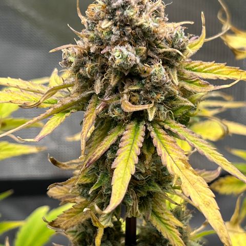 Froot Fuel/Granite Haze/GP/JW 65-75 days growlog timeline photo