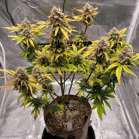 Froot Fuel/Granite Haze/GP/JW 65-75 days growlog timeline photo