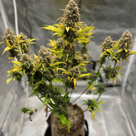 Froot Fuel/Granite Haze/GP/JW 65-75 days growlog timeline photo