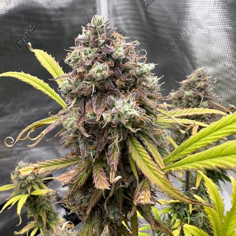 Froot Fuel/Granite Haze/GP/JW 65-75 days growlog timeline photo