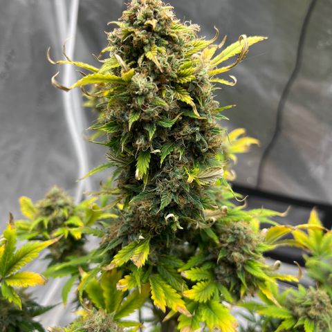 Froot Fuel/Granite Haze/GP/JW 65-75 days growlog timeline photo