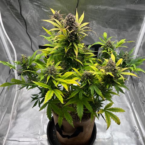 Froot Fuel/Granite Haze/GP/JW 65-75 days growlog timeline photo