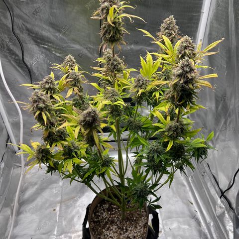 Froot Fuel/Granite Haze/GP/JW 65-75 days growlog timeline photo