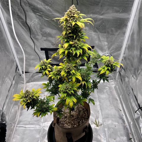 Froot Fuel/Granite Haze/GP/JW 65-75 days growlog timeline photo
