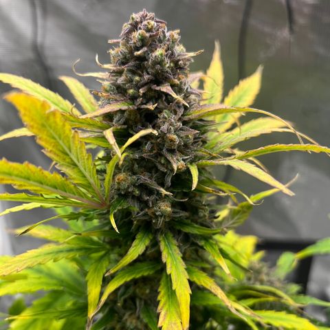 Froot Fuel/Granite Haze/GP/JW 65-75 days growlog timeline photo