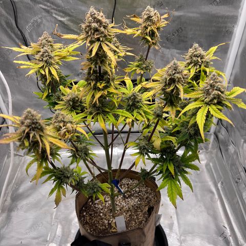 Froot Fuel/Granite Haze/GP/JW 65-75 days growlog timeline photo