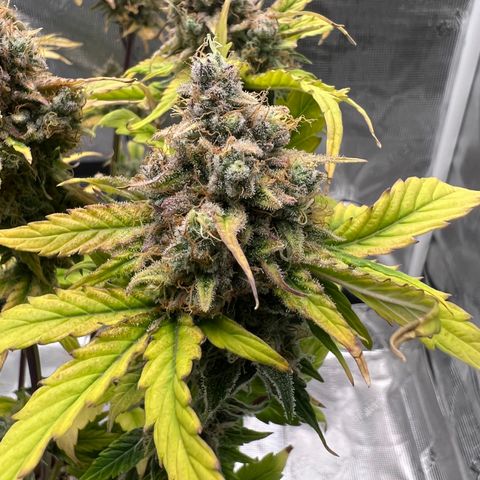 Froot Fuel/Granite Haze/GP/JW 65-75 days growlog timeline photo