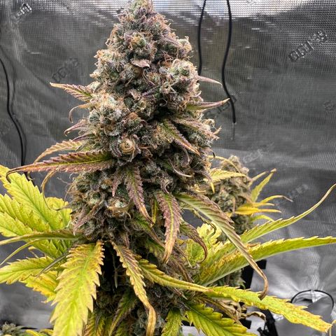 Froot Fuel/Granite Haze/GP/JW 65-75 days growlog timeline photo