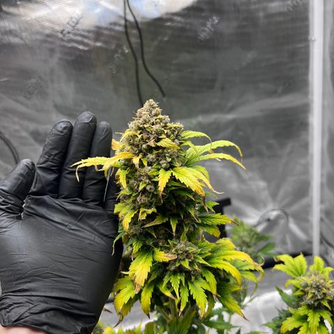 Froot Fuel/Granite Haze/GP/JW 65-75 days growlog timeline photo