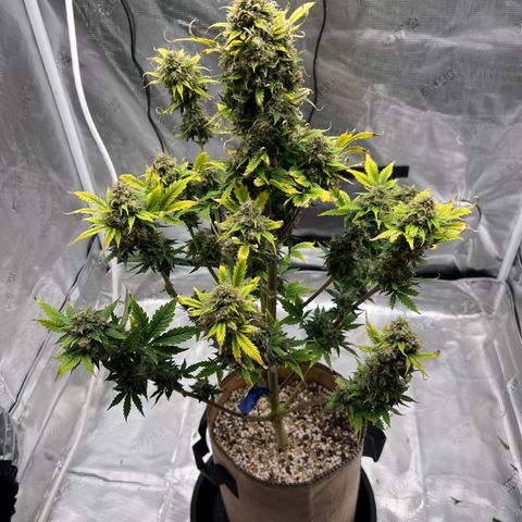 Froot Fuel/Granite Haze/GP/JW 65-75 days growlog timeline photo