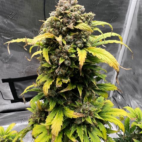 Froot Fuel/Granite Haze/GP/JW 65-75 days growlog timeline photo