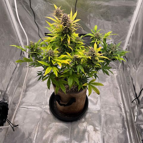 Froot Fuel/Granite Haze/GP/JW 65-75 days growlog timeline photo