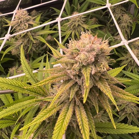 Tangie Blaze (Tangerine Dream X Super Silver Haze X Blueberry)  growlog timeline photo