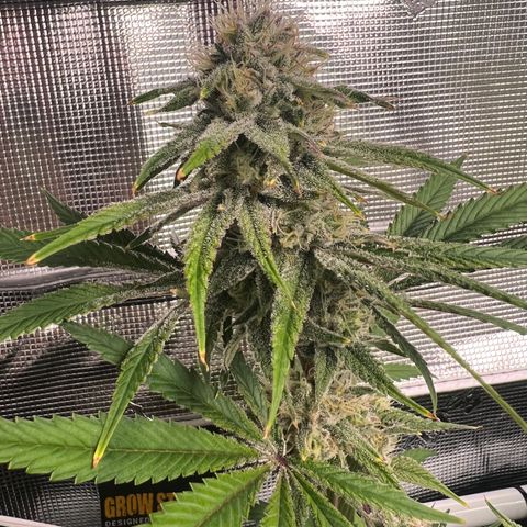 Tangie Blaze (Tangerine Dream X Super Silver Haze X Blueberry)  growlog timeline photo