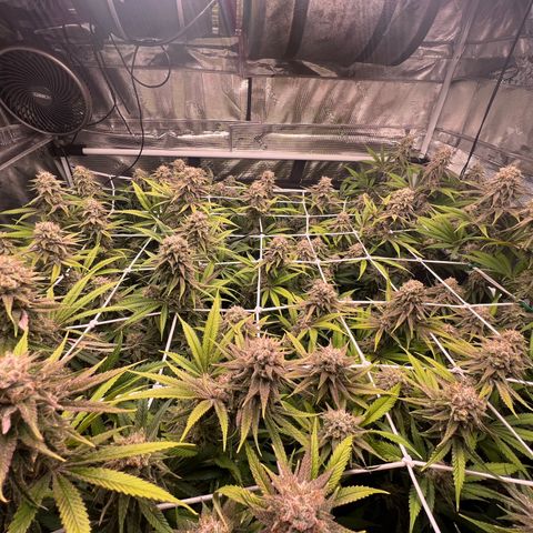 Tangie Blaze (Tangerine Dream X Super Silver Haze X Blueberry)  growlog timeline photo