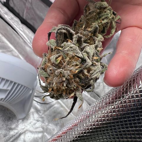 Tangie Blaze (Tangerine Dream X Super Silver Haze X Blueberry)  growlog timeline photo
