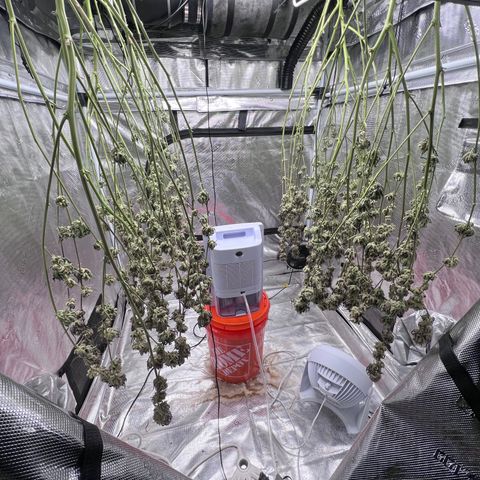 Tangie Blaze (Tangerine Dream X Super Silver Haze X Blueberry)  growlog timeline photo