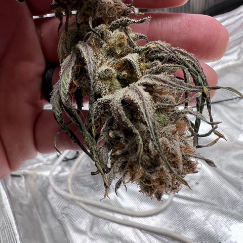 Tangie Blaze (Tangerine Dream X Super Silver Haze X Blueberry)  growlog timeline photo