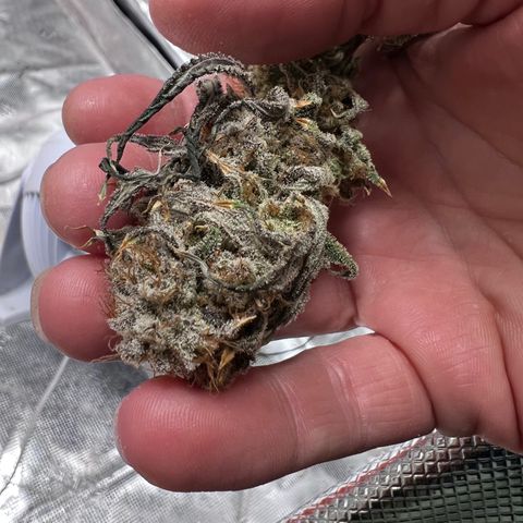 Tangie Blaze (Tangerine Dream X Super Silver Haze X Blueberry)  growlog timeline photo
