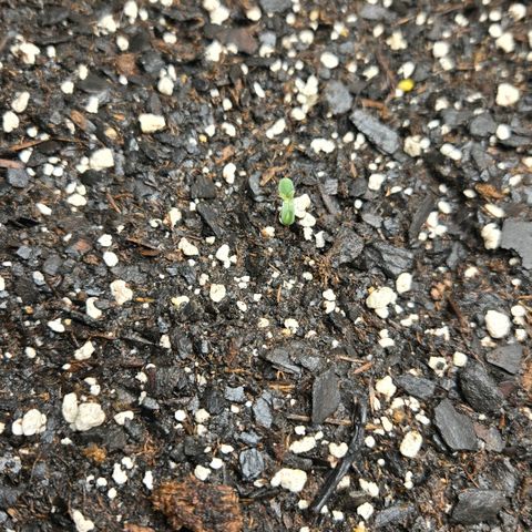 memberberries growlog timeline photo
