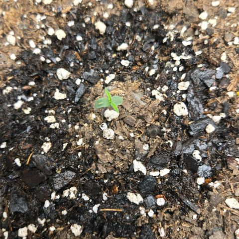 memberberries growlog timeline photo