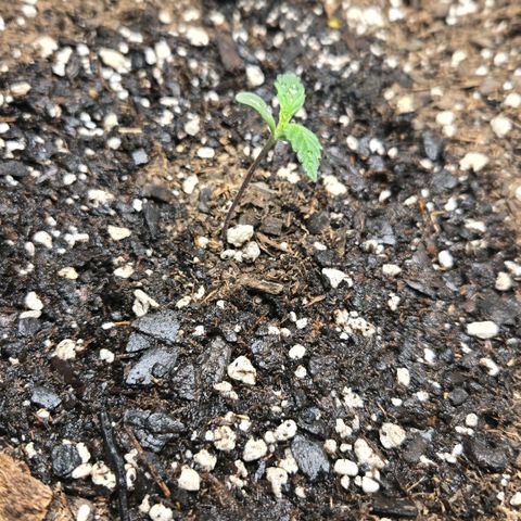 memberberries growlog timeline photo