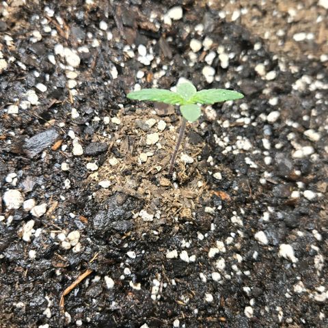 BRUCE BANNER growlog timeline photo