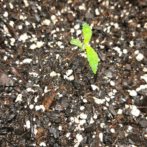 memberberries growlog timeline photo
