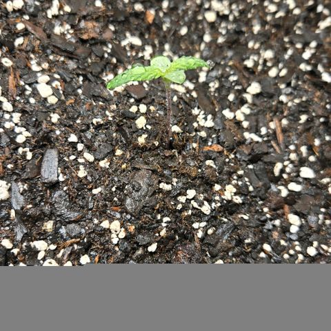 BRUCE BANNER growlog timeline photo