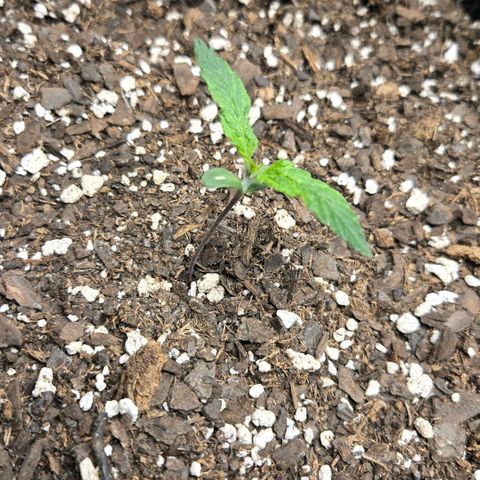 memberberries growlog timeline photo