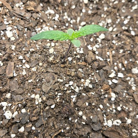 BRUCE BANNER growlog timeline photo
