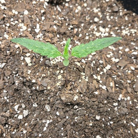 BRUCE BANNER growlog timeline photo