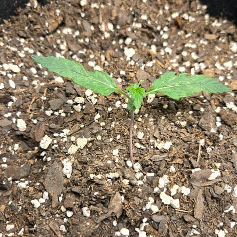 memberberries growlog timeline photo